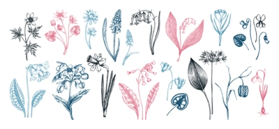 Botanical collection of garden floral plants. Cowslip, bluebell, grape hyacinth, hellebore, fritillary, violet sketches isolated on white background. Vector illustrations of woodland wildflowers